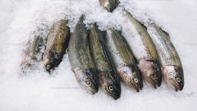 Insights of Trout