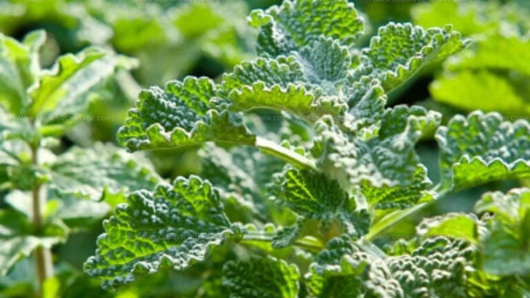 What Does Horehound Taste Like? The Flavor Mystery Solved