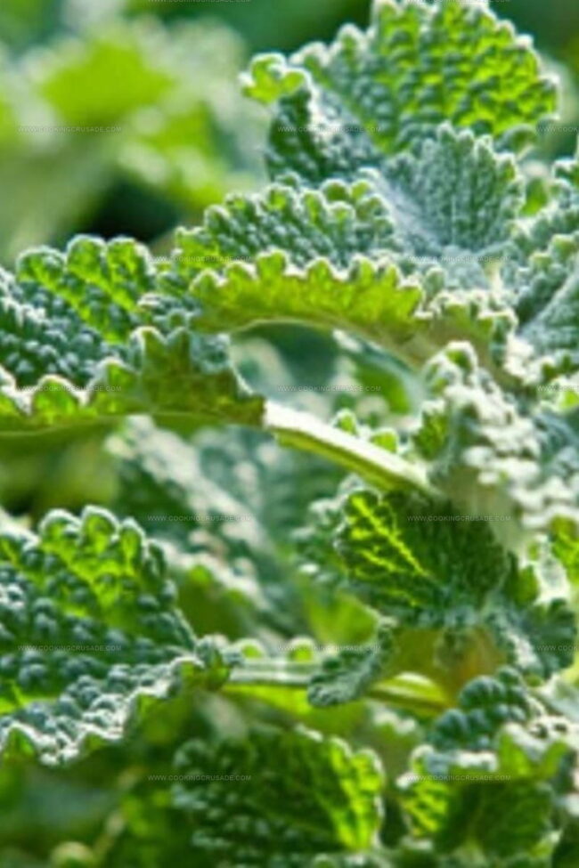 Are There Side Effects of Horehound?
