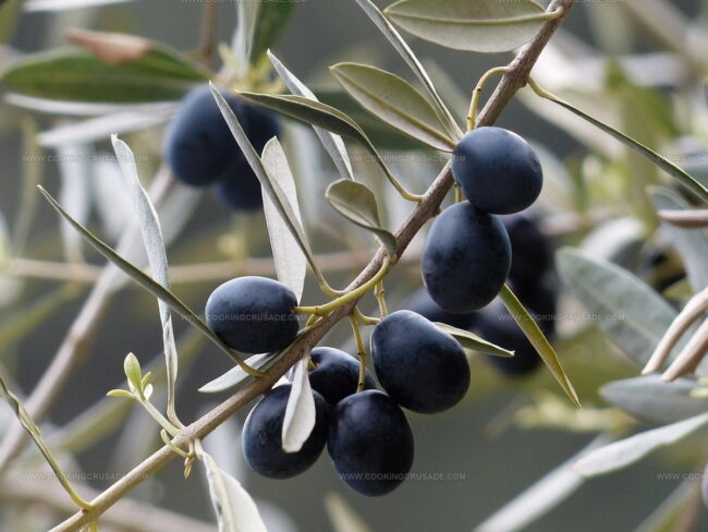 Taste of Olives